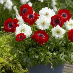 100 Anemone - St Brigid Collection -Plant Flower Store 100 Anemone St Brigid Collection 1007770 3 09156.1624878563