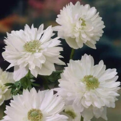 100 Anemone - St Brigid Collection -Plant Flower Store 100 Anemone St Brigid Collection 1007770 5 71425.1628673818