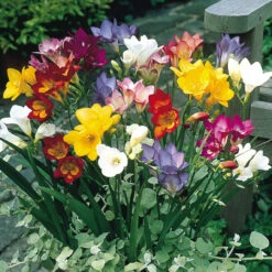 Single/Double Freesias Mix Collection -Plant Flower Store 100 Single Double Freesias Mix Collection 1007718 4 84232.1649151450