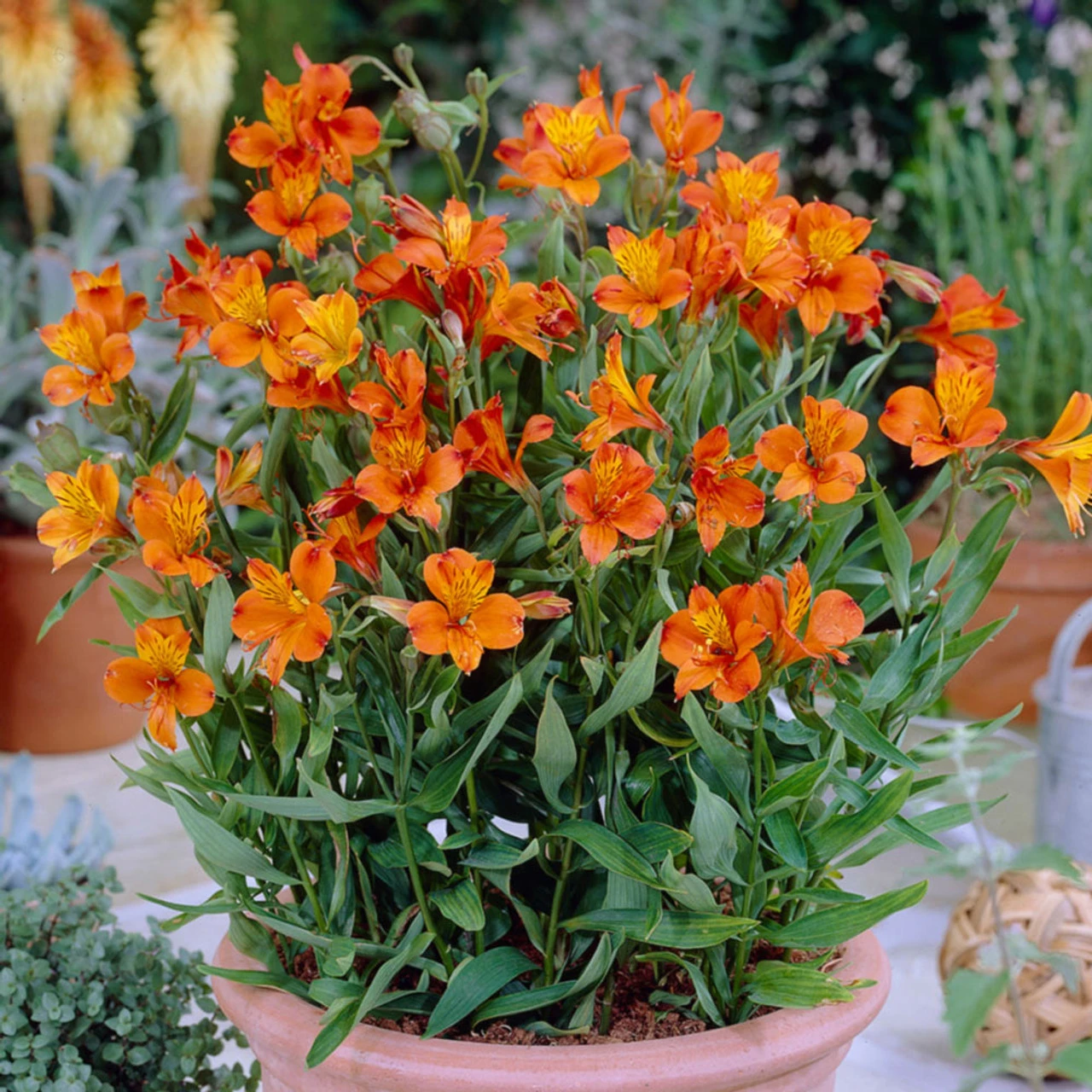 Alstroemeria Collection (Pack Of 10) Peruvian Lily 4 Alstroemeria Collection (Pack Of 10) Peruvian Lily - Image 2