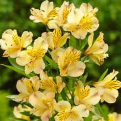 Alstroemeria Collection (Pack Of 10) Peruvian Lily 8 Alstroemeria Collection (Pack Of 10) Peruvian Lily -Plant Flower Store 10 Alstroemeria Collection 1013787 3 36948.1638436923