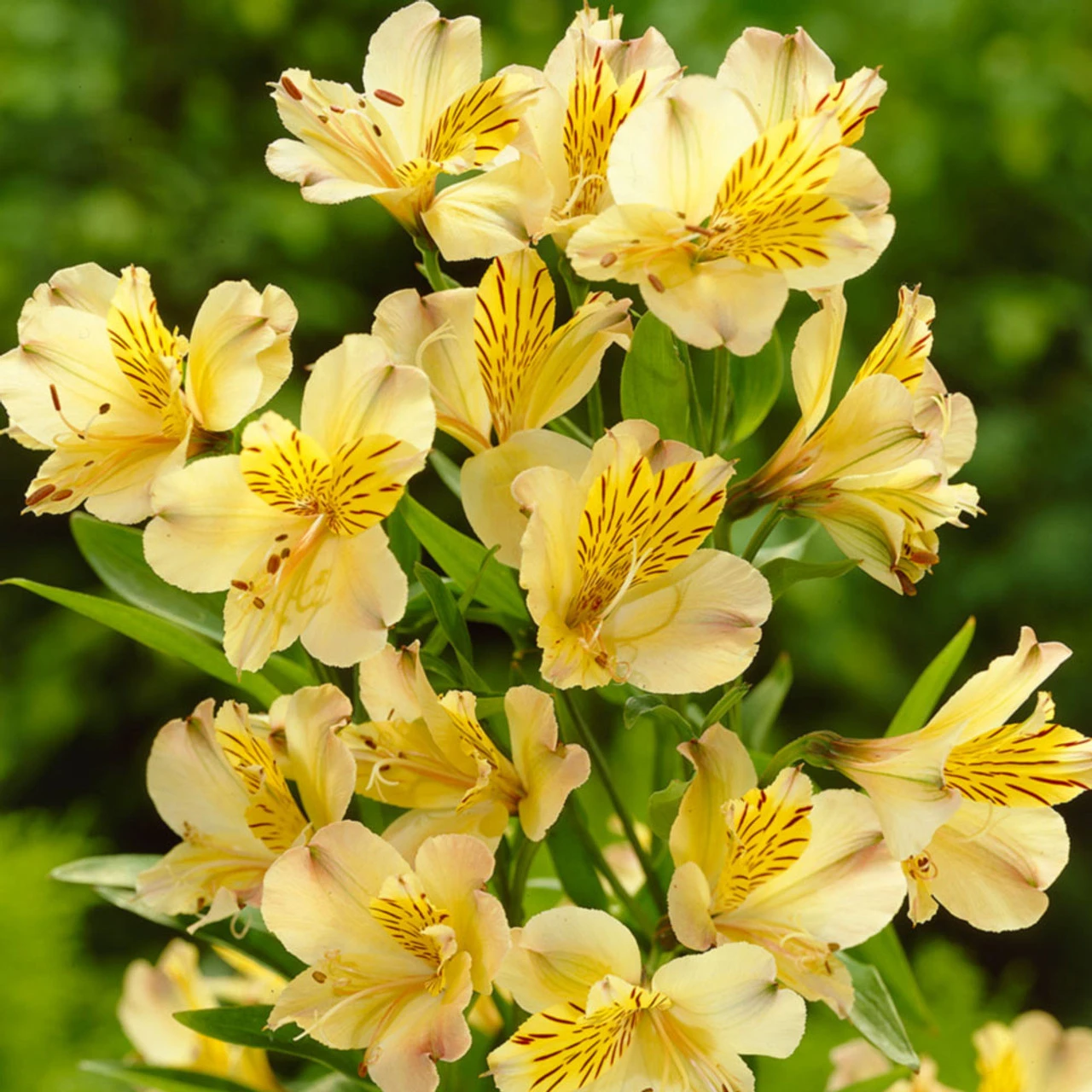 Alstroemeria Collection (Pack Of 10) Peruvian Lily 5 Alstroemeria Collection (Pack Of 10) Peruvian Lily - Image 3