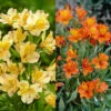 Alstroemeria Collection (Pack Of 10) Peruvian Lily -Plant Flower Store 10 Alstroemeria Collection 1013787 88959.1638436923