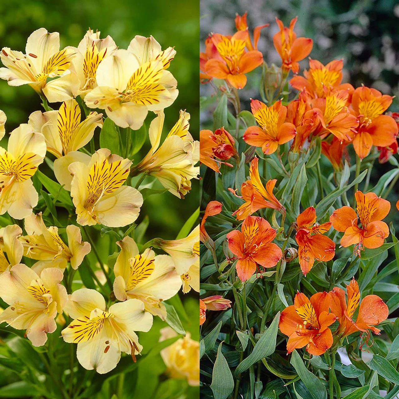 Alstroemeria Collection (Pack Of 10) Peruvian Lily 3 Alstroemeria Collection (Pack Of 10) Peruvian Lily
