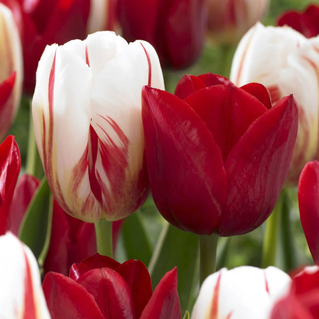 Tulip Companion Collection Tulipa Companion Collection 9 Tulip Companion Collection Tulipa Companion Collection - Image 7