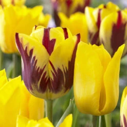 Tulip Companion Collection Tulipa Companion Collection 15 Tulip Companion Collection Tulipa Companion Collection -Plant Flower Store 120 Companion Tulip Collection 1015920 3 72343.1624436629