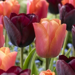 Tulip Companion Collection Tulipa Companion Collection 14 Tulip Companion Collection Tulipa Companion Collection -Plant Flower Store 120 Companion Tulip Collection 1015920 4 85505.1624436629