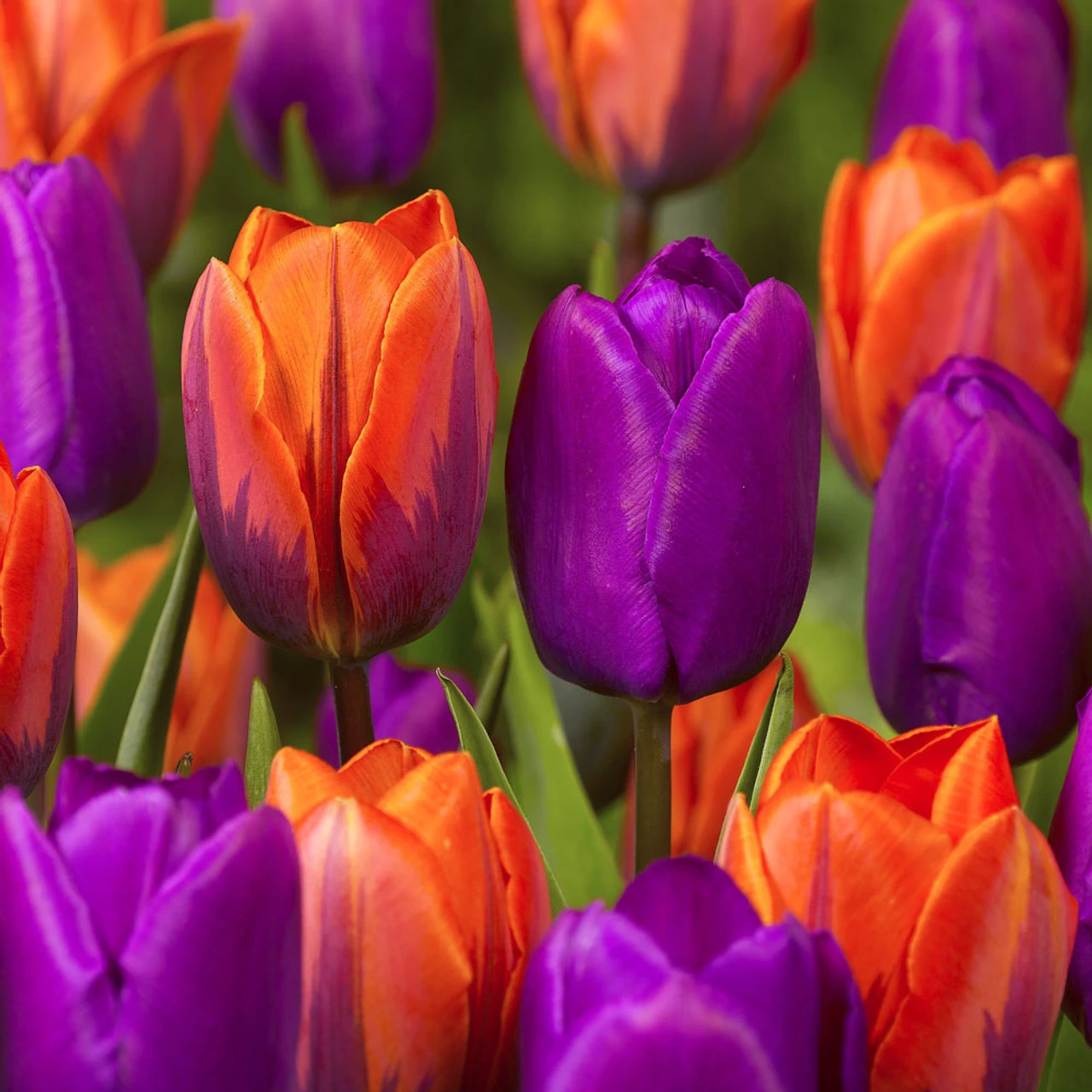 Tulip Companion Collection Tulipa Companion Collection 6 Tulip Companion Collection Tulipa Companion Collection - Image 4