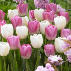 Tulip Companion Collection Tulipa Companion Collection 12 Tulip Companion Collection Tulipa Companion Collection -Plant Flower Store 120 Companion Tulip Collection 1015920 6 00243.1624436629