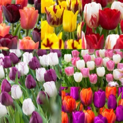 Tulip Companion Collection Tulipa Companion Collection