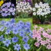 Ipheion Uniflorum Collection Starflower -Plant Flower Store 150 Ipheion Uniflorum Collection 1018912 1 03378.1623965896