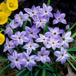 Ipheion Uniflorum Collection Starflower -Plant Flower Store 150 Ipheion Uniflorum Collection 1018912 3 70563.1623965897