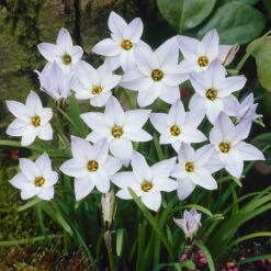 Ipheion Uniflorum Collection Starflower -Plant Flower Store 150 Ipheion Uniflorum Collection 1018912 4 04355.1623965897