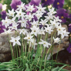 Ipheion Uniflorum Collection Starflower -Plant Flower Store 150 Ipheion Uniflorum Collection 1018912 5 90821.1623965898