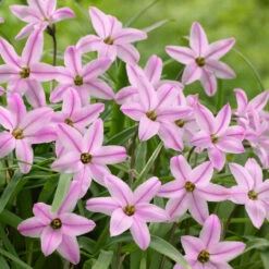 Ipheion Uniflorum Collection Starflower -Plant Flower Store 150 Ipheion Uniflorum Collection 1018912 6 61922.1623965898