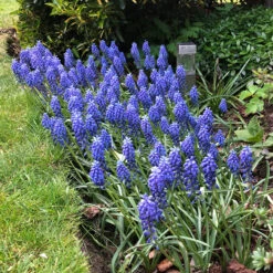 Naturalising Spring Bulb Collection -Plant Flower Store 150 Naturalising Spring Bulb Collection 1022290 5 20146.1658216114