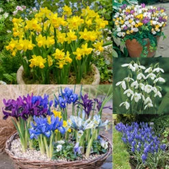 Naturalising Spring Bulb Collection