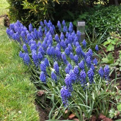 Spring Rockery Bulb Collection -Plant Flower Store 150 Spring Rockery Bulb Collection 1022293 2 92988.1658216320