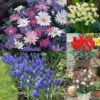 Spring Rockery Bulb Collection -Plant Flower Store 150 Spring Rockery Bulb Collection 1022293 8 33507.1659092715