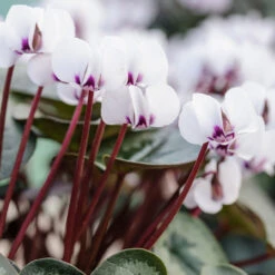 Cyclamen Collection -Plant Flower Store 18 Cyclamen Collection 1011512 2 27464.1689680799