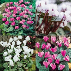 Cyclamen Collection