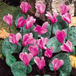 Cyclamen Collection -Plant Flower Store 18 Cyclamen Collection 1011512 4 06964.1689680798