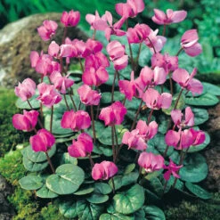 Cyclamen Collection -Plant Flower Store 18 Cyclamen Collection 1011512 5 80791.1623965868