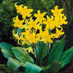 Erythronium Collection -Plant Flower Store 20 Erythronium Collection 1006971 2 95761.1655982723