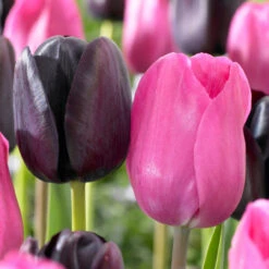 Triumph Tulip Collection