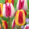 Tulip Colour Mystic/Hot Pants Collection -Plant Flower Store 20 Tulip Colour Mystic Hot Pants Collection 1018968 1 36678.1628073285