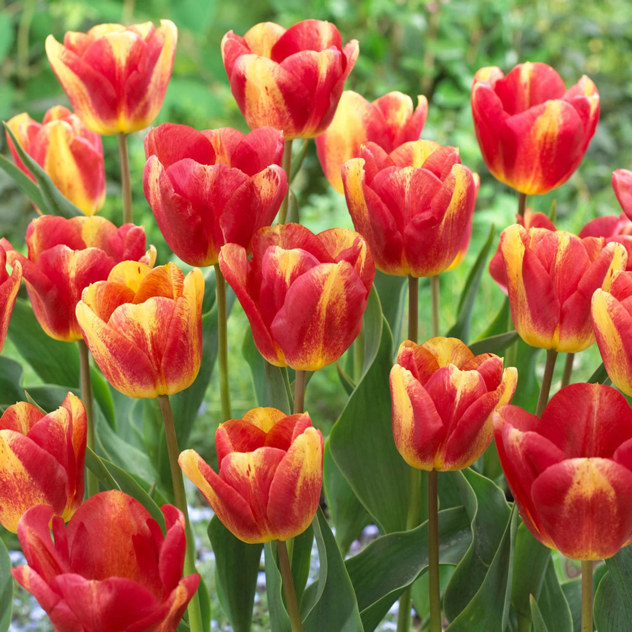 Tulip Colour Mystic/Hot Pants Collection 4 Tulip Colour Mystic/Hot Pants Collection - Image 2