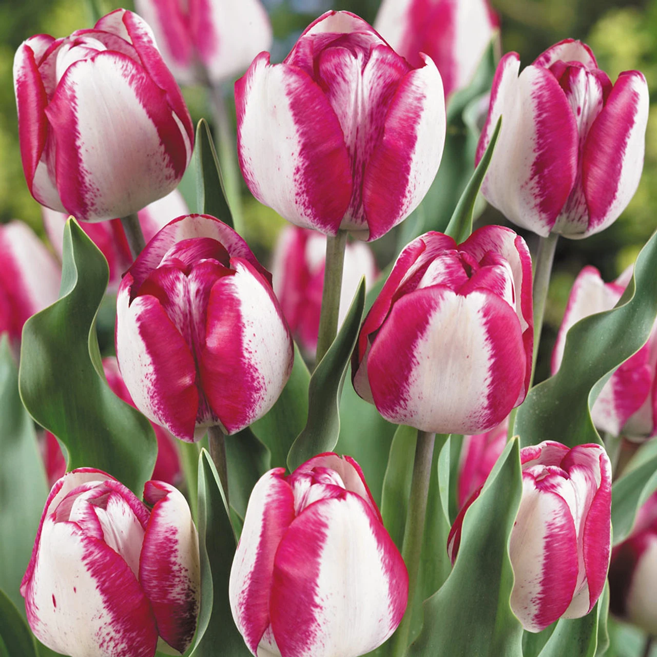 Tulip Colour Mystic/Hot Pants Collection 5 Tulip Colour Mystic/Hot Pants Collection - Image 3