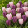 Tulip Copex/Sweet Love Collection -Plant Flower Store 20 Tulip Copex Sweet Love Collection 1018958 1 94509.1623965911