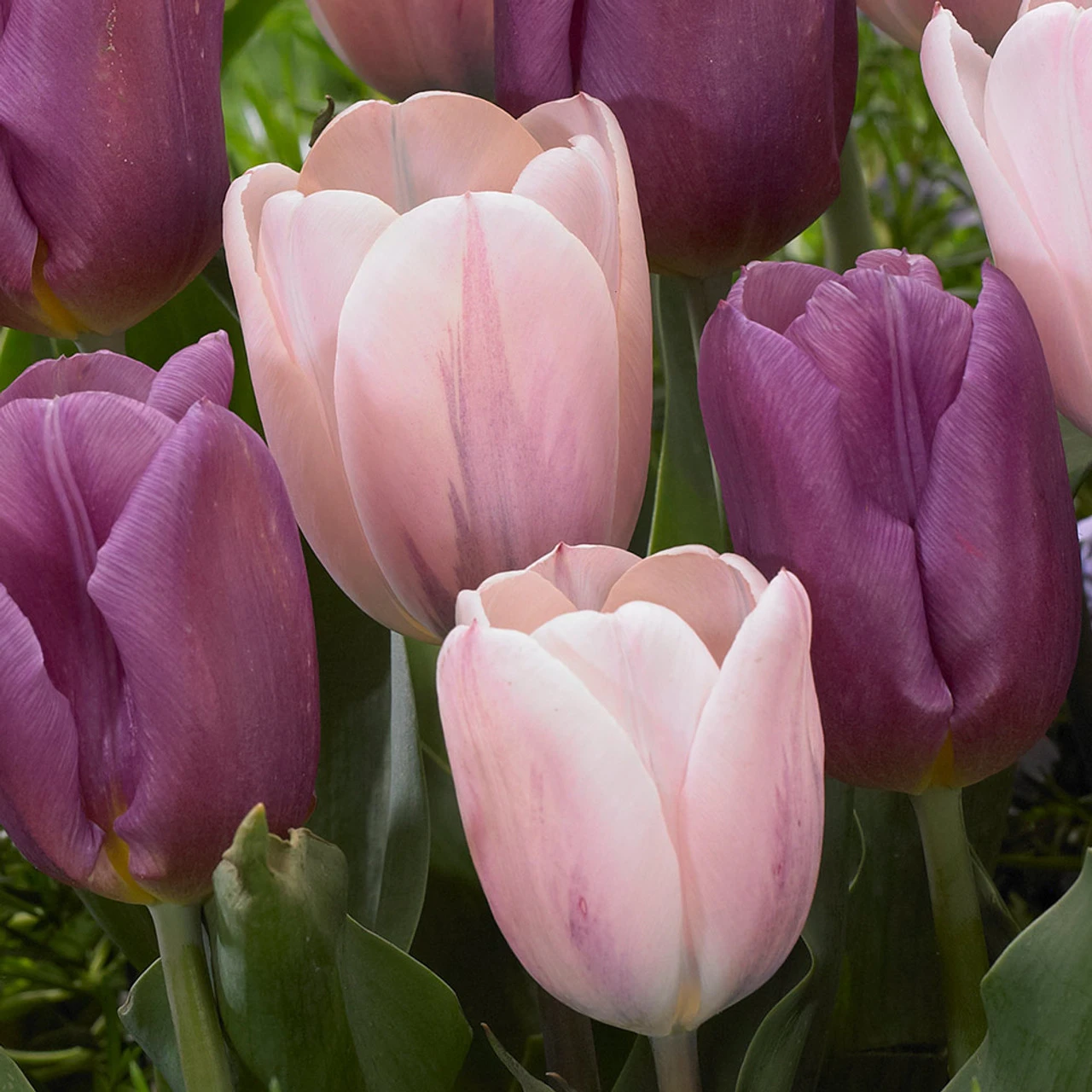 Tulip Copex/Sweet Love Collection 5 Tulip Copex/Sweet Love Collection - Image 3