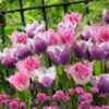 Tulip Fringed Collection (Top Quality Bulbs) -Plant Flower Store 20 Tulip Fringed Collection 1015775 1 75332.1655127071