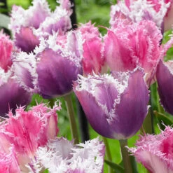 Tulip Fringed Collection (Top Quality Bulbs) 8 Tulip Fringed Collection (Top Quality Bulbs) -Plant Flower Store 20 Tulip Fringed Collection 1015775 2 63024.1655127072