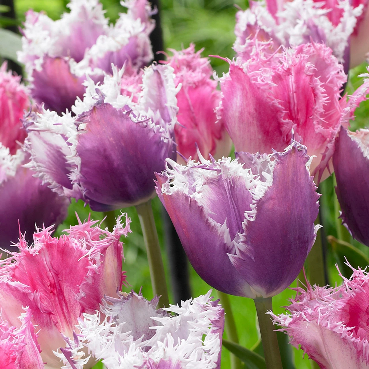 Tulip Fringed Collection (Top Quality Bulbs) 5 Tulip Fringed Collection (Top Quality Bulbs) - Image 3
