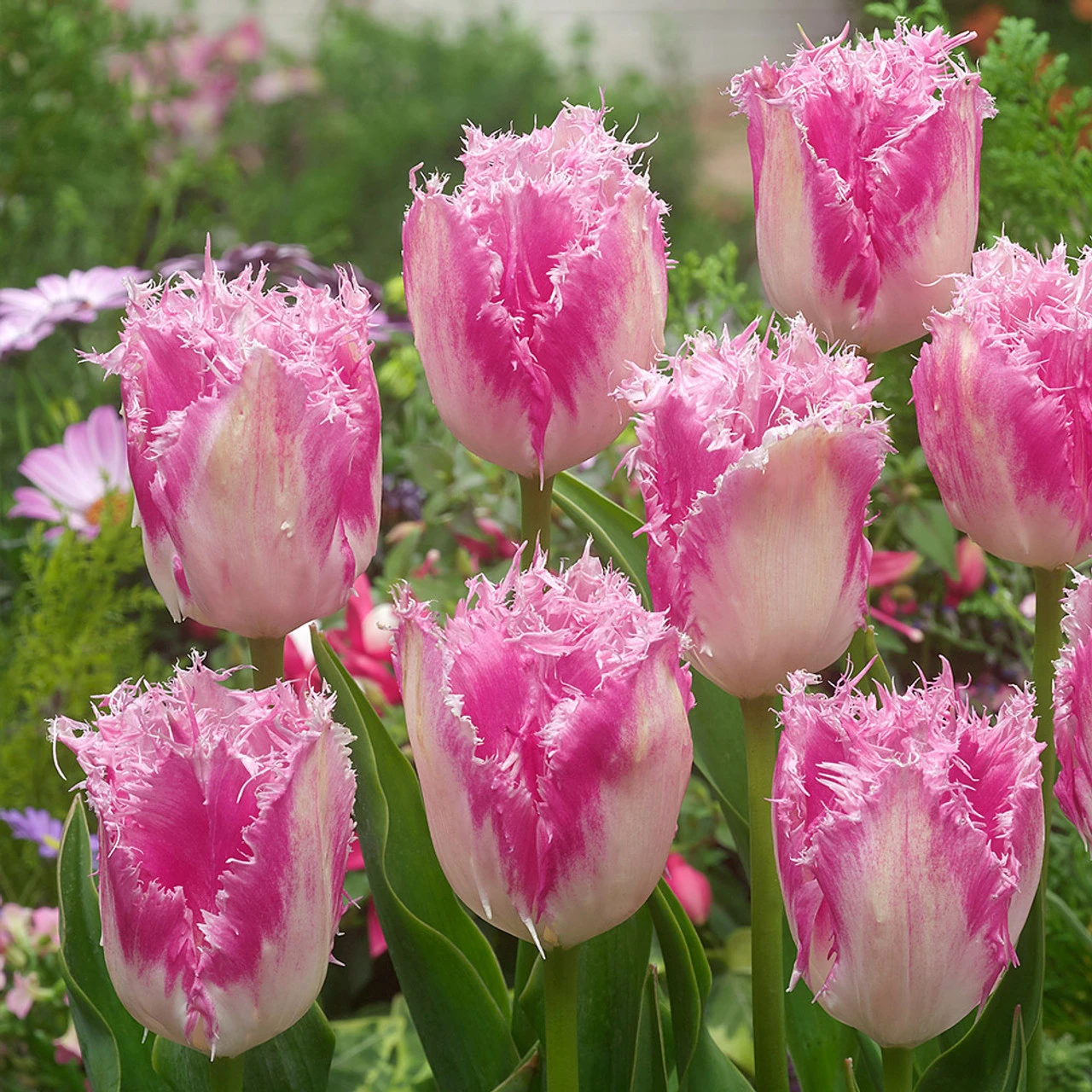 Tulip Fringed Collection (Top Quality Bulbs) 4 Tulip Fringed Collection (Top Quality Bulbs) - Image 2