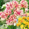 20 Tulip Laced Double Early Collection -Plant Flower Store 20 Tulip Laced Double Early Collection 1017708 1 91765.1623965894