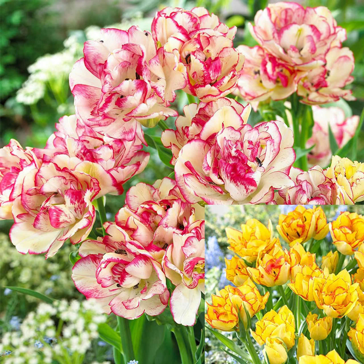 20 Tulip Laced Double Early Collection 3 20 Tulip Laced Double Early Collection