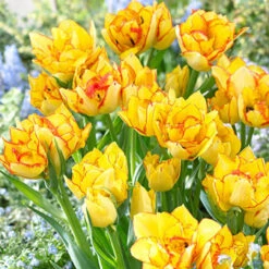 20 Tulip Laced Double Early Collection 8 20 Tulip Laced Double Early Collection -Plant Flower Store 20 Tulip Laced Double Early Collection 1017708 3 19679.1623965895