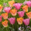 Tulip Salmon Dynasty/Mistress Collection -Plant Flower Store 20 Tulip Salmon Dynasty Mistress Collection 1018993 1 71316.1655113737