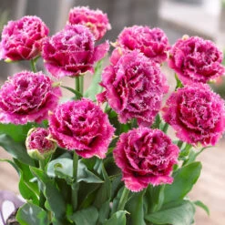 Tulip Double Fringed Collection -Plant Flower Store 25 Tulip Double Fringed Collection 1020224 6 74756.1624443934