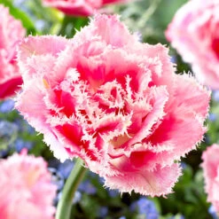 Tulip Double Fringed Collection -Plant Flower Store 25 Tulip Double Fringed Collection 1020224 7 66838.1624443934