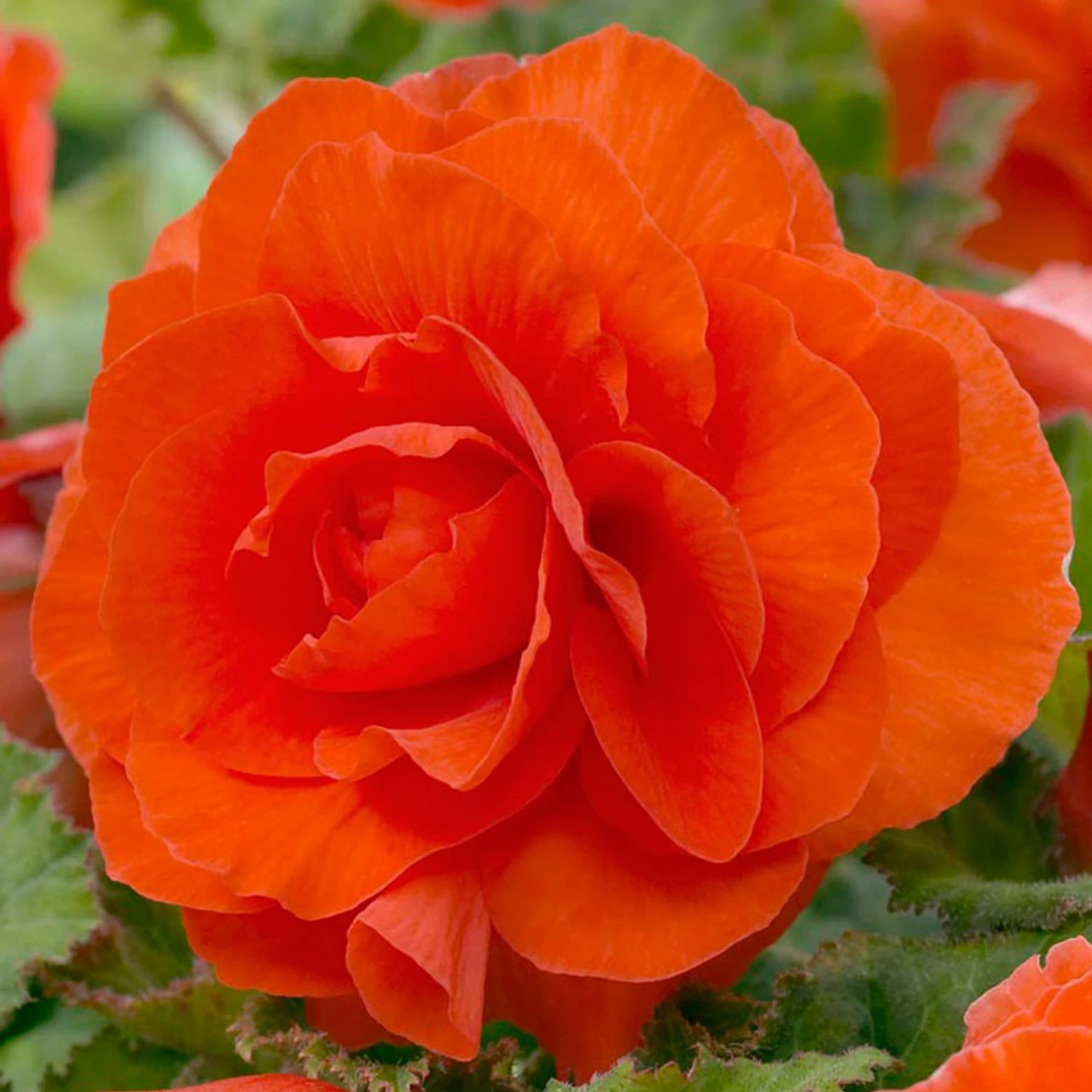 Begonia Double Collection 3/4cm 4 Begonia Double Collection 3/4cm - Image 2