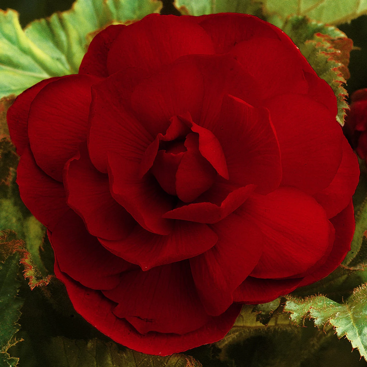 Begonia Double Collection 3/4cm 5 Begonia Double Collection 3/4cm - Image 3