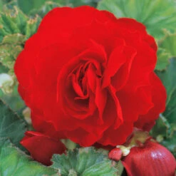 Begonia Double Collection 3/4cm 14 Begonia Double Collection 3/4cm -Plant Flower Store 30 Begonia Double Collection 3 4cm 1015230 5 90644.1637666521