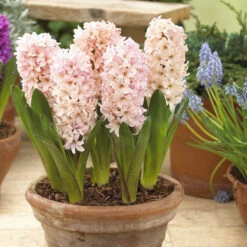Hyacinth Bedding Collection 14/15cm -Plant Flower Store 30 Hyacinth Bedding Collection 1415cm 1017813 3 10325.1623965896
