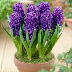 Hyacinth Bedding Collection 14/15cm -Plant Flower Store 30 Hyacinth Bedding Collection 1415cm 1017813 4 71459.1623965896