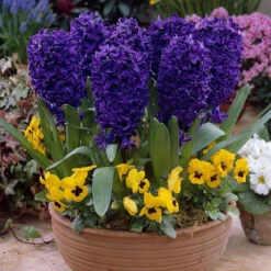 Hyacinth Bedding Collection 14/15cm -Plant Flower Store 30 Hyacinth Bedding Collection 1415cm 1017813 7 32713.1623965897